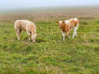 Cliffs Of Moher